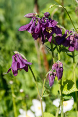 Delicate columbine flower (Aquilegia vulgaris) in garden.