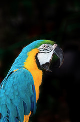 portrait of a beautiful parrot