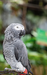 portrait of a beautiful parrot