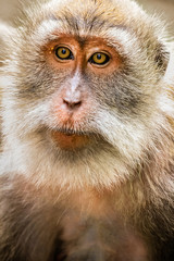 Obraz premium Close up portrait of monkey in Ubud monkey forest
