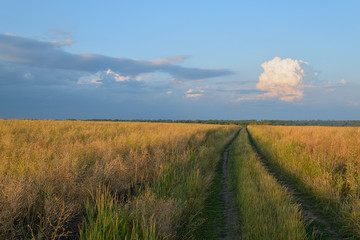 Naklejka premium Rural road in the field in the summer