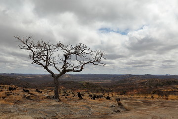 Die Savannen und Landschaften in Simbabwe