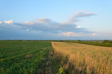 Naklejka premium Green and yellow field and blue sky in the summer