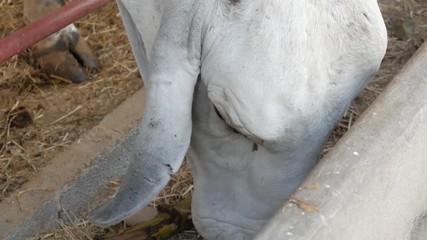 Cow
White Cow
American Brahman
American Brahman Cow
Brahman Cow
Brahman