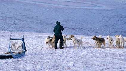 West-Greenland. Man with a ruddle of Husky's