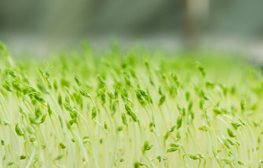 Young pea microgreen growing in the farm