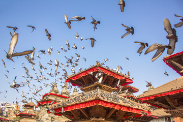 pigeons blurred in motion in the blue sky over ancient wooden Asian temples. Temple pagoda.