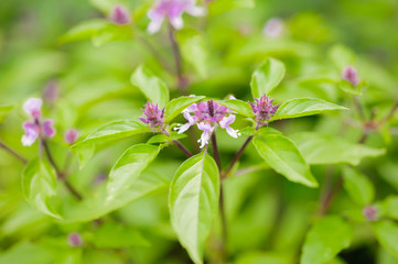 バーブ　ホーリーバジル