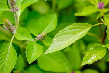 バーブ　ホーリーバジル