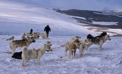 West-Greenland. On the permanent icecap with Husky's