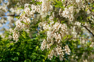 White acacia flower closeup (Robinia pseudoacacia). Acacia tree bloom