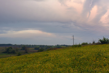 Fototapeta na wymiar Sunrise over the soy field in the summer
