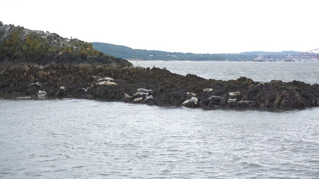 Group of seals chilling on a small island
