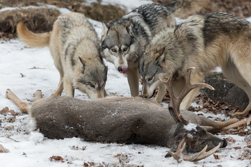 Three Grey Wolves (Canis lupus) at White-Tail Deer Nose Lick Winter