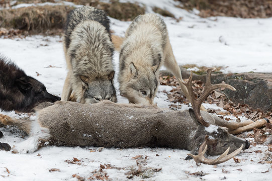 Three Grey Wolves (Canis lupus) Noses Into White-Tail Deer Winter