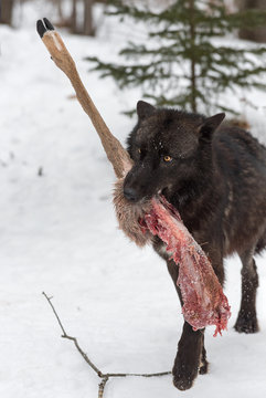 Black Phase Grey Wolf (Canis lupus) Steps Forward With White-Tail Deer Leg Winter