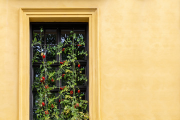 Fototapeta na wymiar View of the house on the window which grow cherry tomatoes.