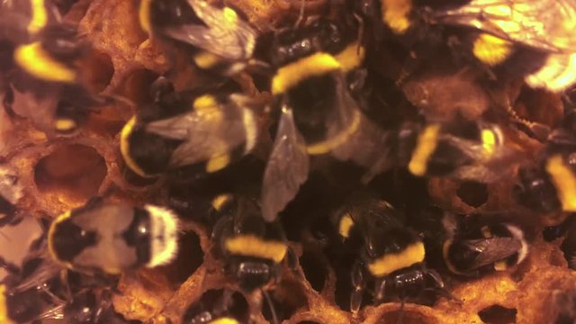 busy bees working on the honeycomb of a hive