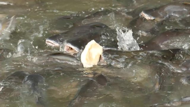 Siriped Catfish
Pangasianodon hypophthalmus
Iridescent shark
Sutchi catfish
Pangasiidae
Thai Catfish, Thailand