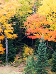  Nature sauvage au couleurs de l'automne 