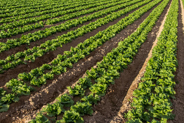 Fototapeta na wymiar field of lettuce, lettuce cultivation, green leaves