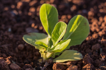 green baby leaf  lettuce in the field, lettuce cultivation