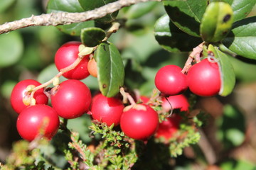 cowberry