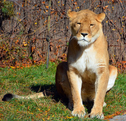Lion is one of the four big cats in the genus Panthera, and a member of the family Felidae. With...