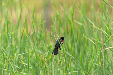 Black bird in green grass