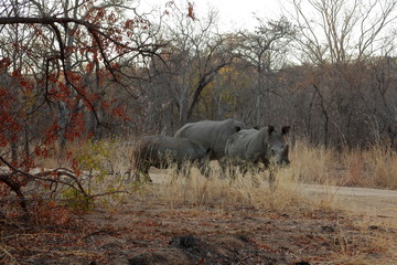 Naklejka premium Nosorożec na sawannie Afryki