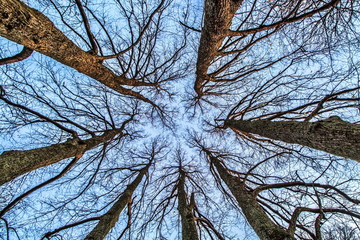 Really tall and nice trees growing in the sky.