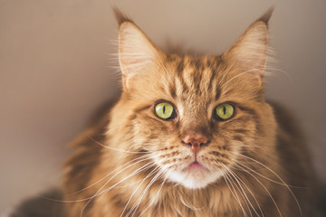 Rote Maincoon Katze