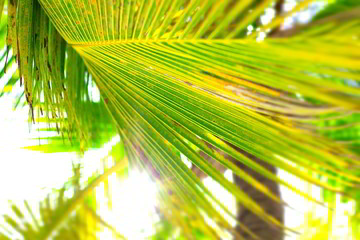 palm leaves background