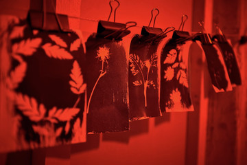 Cyanotype process in the red room