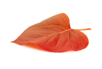 Red leaf on white background.