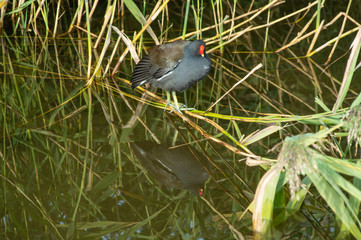 Common Moorhen in Lake Setting