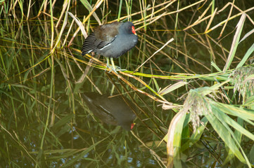 Common Moorhen in Lake Setting