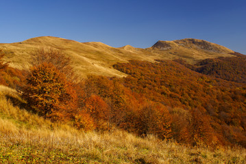 Autumn in the primeval forest. Bieszczady Mountains. Tarnica