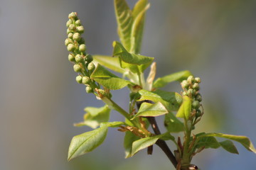 branch of tree in spring