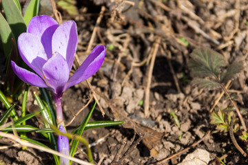 Purple crocus flowers in the garden on spring