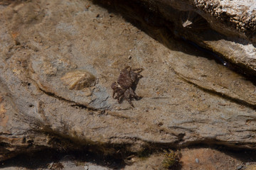 Le petit crabe
