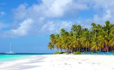 tropical beach with palm trees