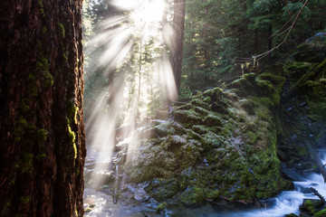 sunlight thru the forest