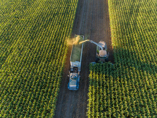 Corn Harvest
