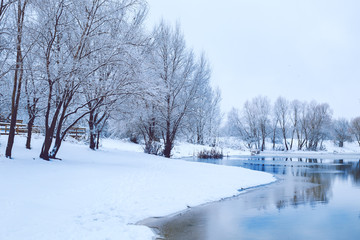 Snowy trees surrounding lake surface. Winter landscape