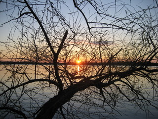 Tree Sunset River Landscape