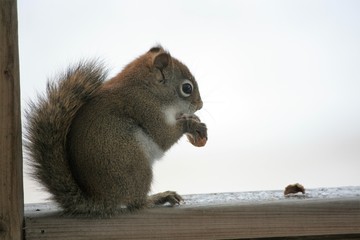 Chubby Squirrel Standing Eating