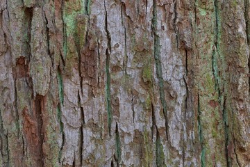 Colorful old oak bark.