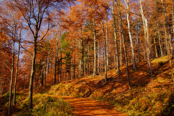 Autumn in the primeval forest. Bieszczady Mountains. "Hulskie" Nature Reserve