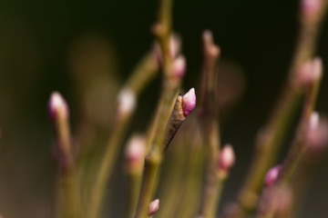 natural plant background